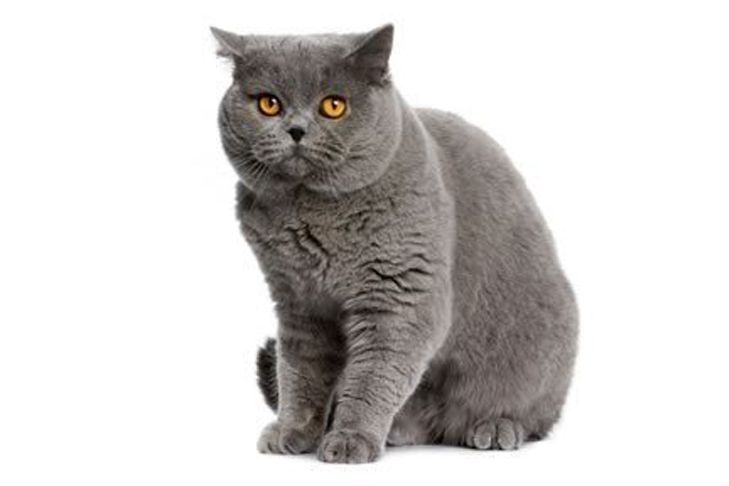 تصویر بریتیش شورت هیر (British Shorthair)